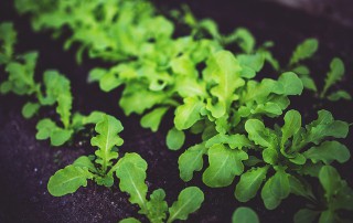 El Corte Inglés crea la Biosfera