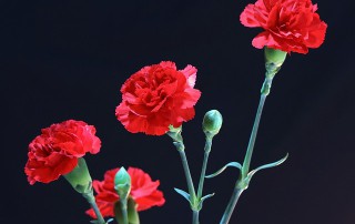 Oferta de empleo: Chulapas en Madrid