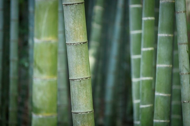 ¿Qué tipo de cultivador de bambú eres? Éxito laboral