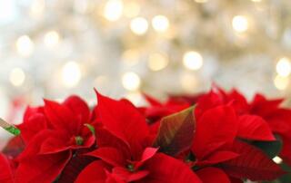 La campaña de Navidad a la vuelta de la esquina